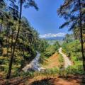 Yên Minh pine forest