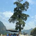 Cán Tỷ lone nghiến tree