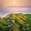 Bản Phùng rice terraces